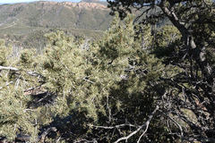 Pinus monophylla