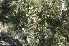 Pinus monophylla