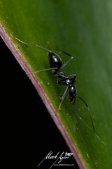 Leptomyrmex burwelli