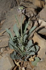 Caulanthus crassicaulis