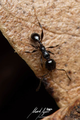 Pheidole variabilis praedo
