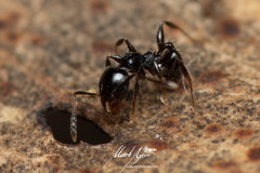 Pheidole variabilis praedo