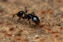 Pheidole variabilis praedo