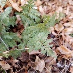 Myriopteris wrightii