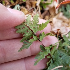 Myriopteris wrightii