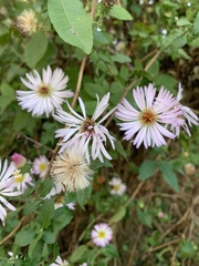 Ampelaster carolinianus