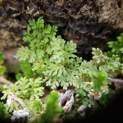 Myriopteris pringlei