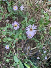 Ampelaster carolinianus