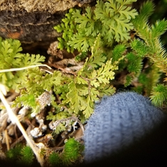 Myriopteris pringlei