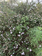 Ampelaster carolinianus