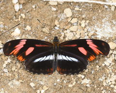 Podotricha telesiphe