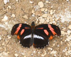 Podotricha telesiphe