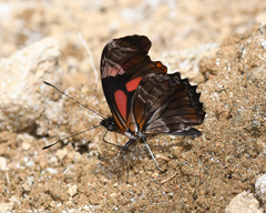 Podotricha telesiphe