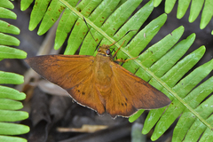 Porphyrogenes probus