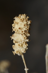 Buddleja utahensis
