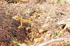 Anolis huilae