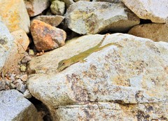 Anolis huilae