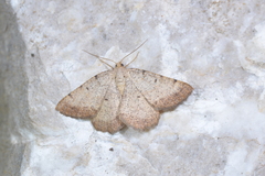 Selidosema brunnearia