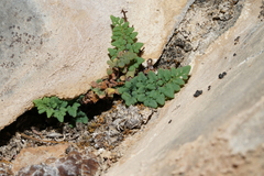 Argyrochosma jonesii