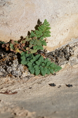 Argyrochosma jonesii