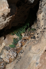 Argyrochosma jonesii