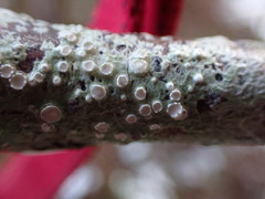 Pertusaria subambigens