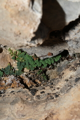 Argyrochosma jonesii