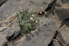 Erigeron concinnus