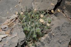 Erigeron concinnus
