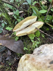 Leccinum tablense