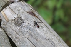 Ancistrocerus madaera