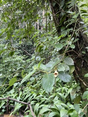 Drymonia alloplectoides