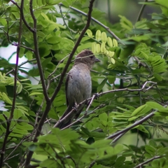 Passerina versicolor