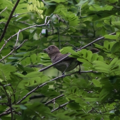 Passerina versicolor