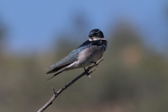 Hirundo dimidiata dimidiata