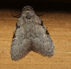 Nola triquetrana