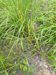 Cyperus schweinitzii