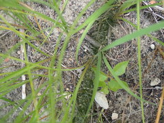 Cyperus schweinitzii