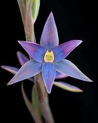 Thelymitra circumsepta