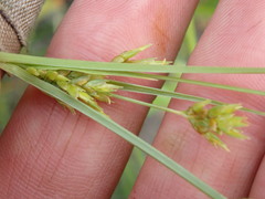 Cyperus schweinitzii