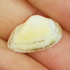 Striarca lactea