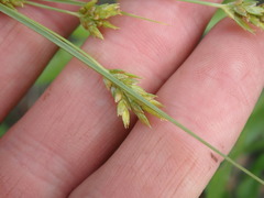 Cyperus schweinitzii