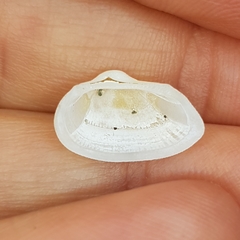 Striarca lactea