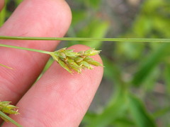 Cyperus schweinitzii