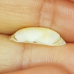 Striarca lactea