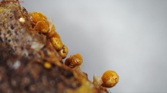 Arcyria congesta