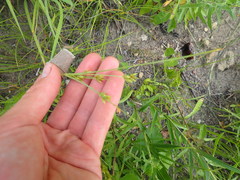 Cyperus schweinitzii