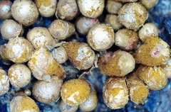 Arcyria congesta