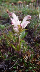 Pedicularis capitata