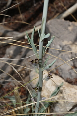 Caulanthus crassicaulis